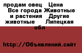  продам овец › Цена ­ 100 - Все города Животные и растения » Другие животные   . Липецкая обл.